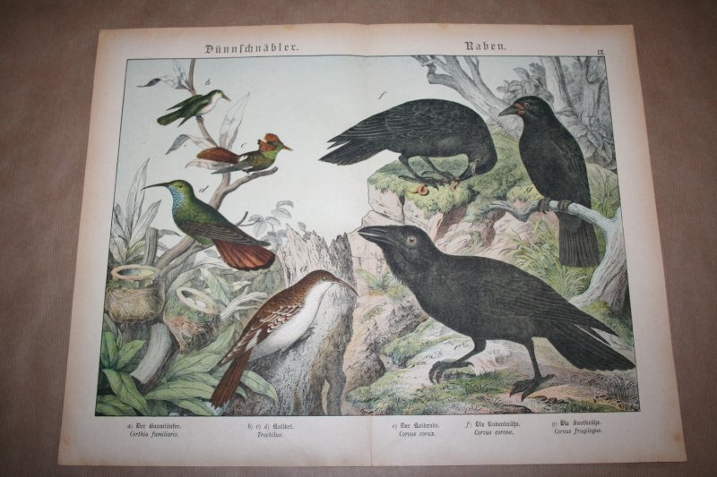  - Antieke kleurenlithografie - Vogels - Raaf - Kolibiri e.d.