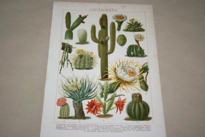  - Antieke kleuren lithografie - Cactussen - circa 1905