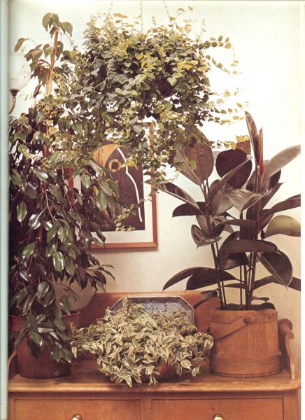 McHoy, Peter en  David Squire met heel veel prachtige foto's - Kamerplanten en de verzorging ervan. Geïllustreerde gids  ..  Alles over kamerplanten, bol- en knolgewassen, cactussen, vetplanten en bromelia's, bloeiende planten, vermeerderen .