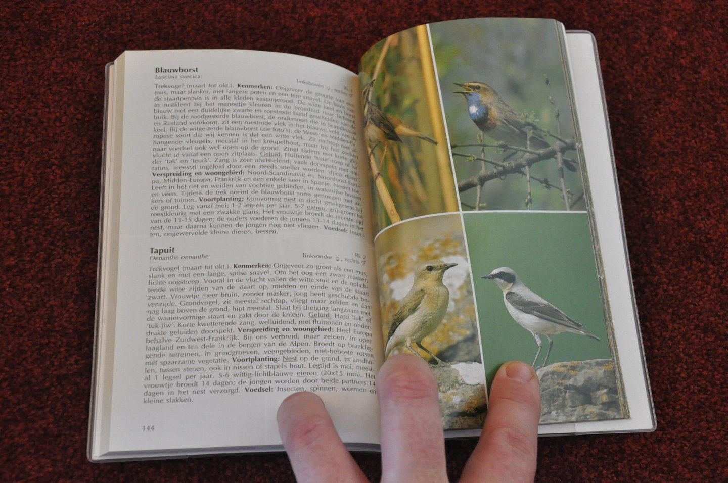 Lohmann, Michael - Deltas vogelgids