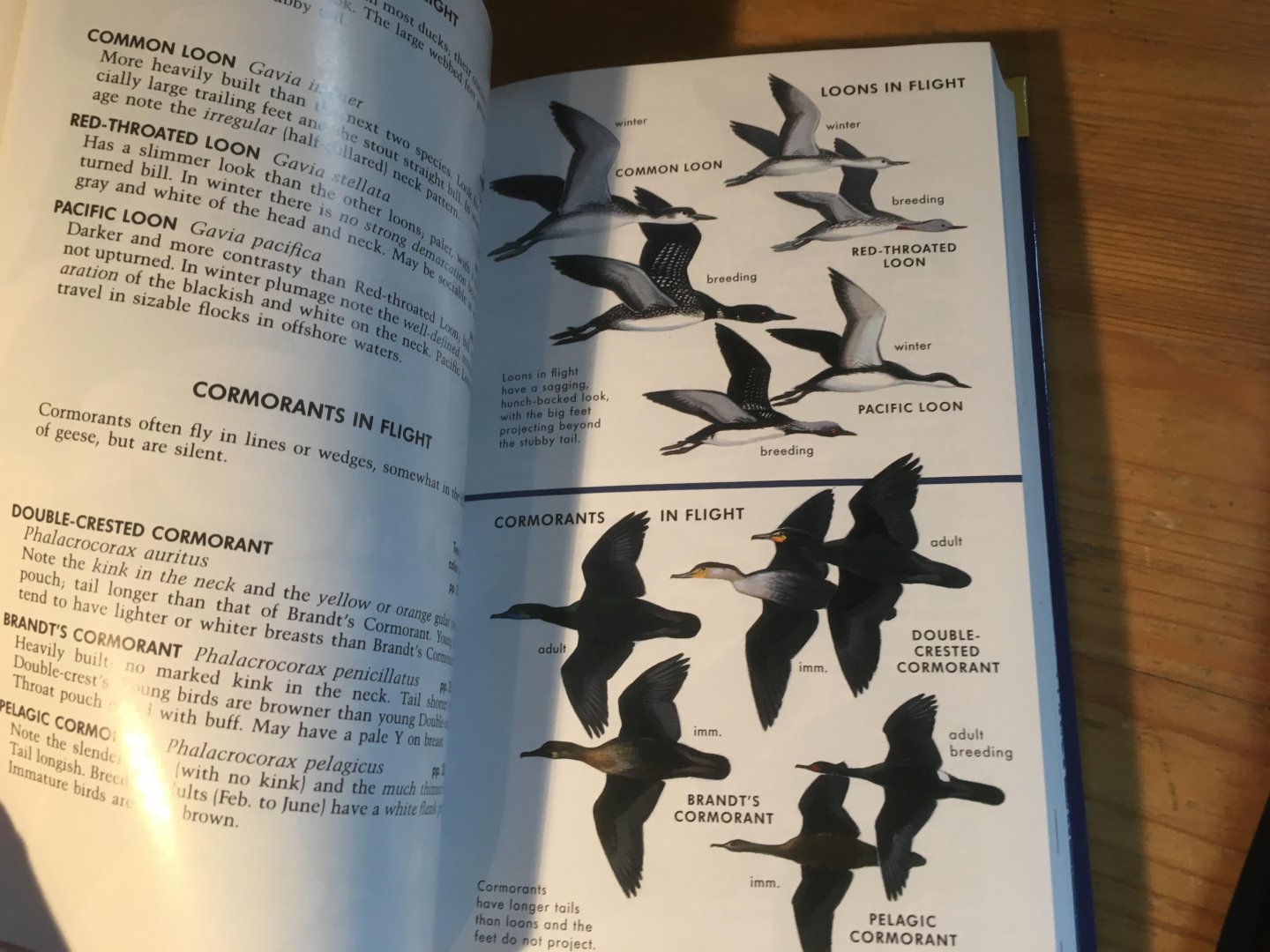 Peterson, RT - Western Birds - a Field Guide - new 3rd ed
