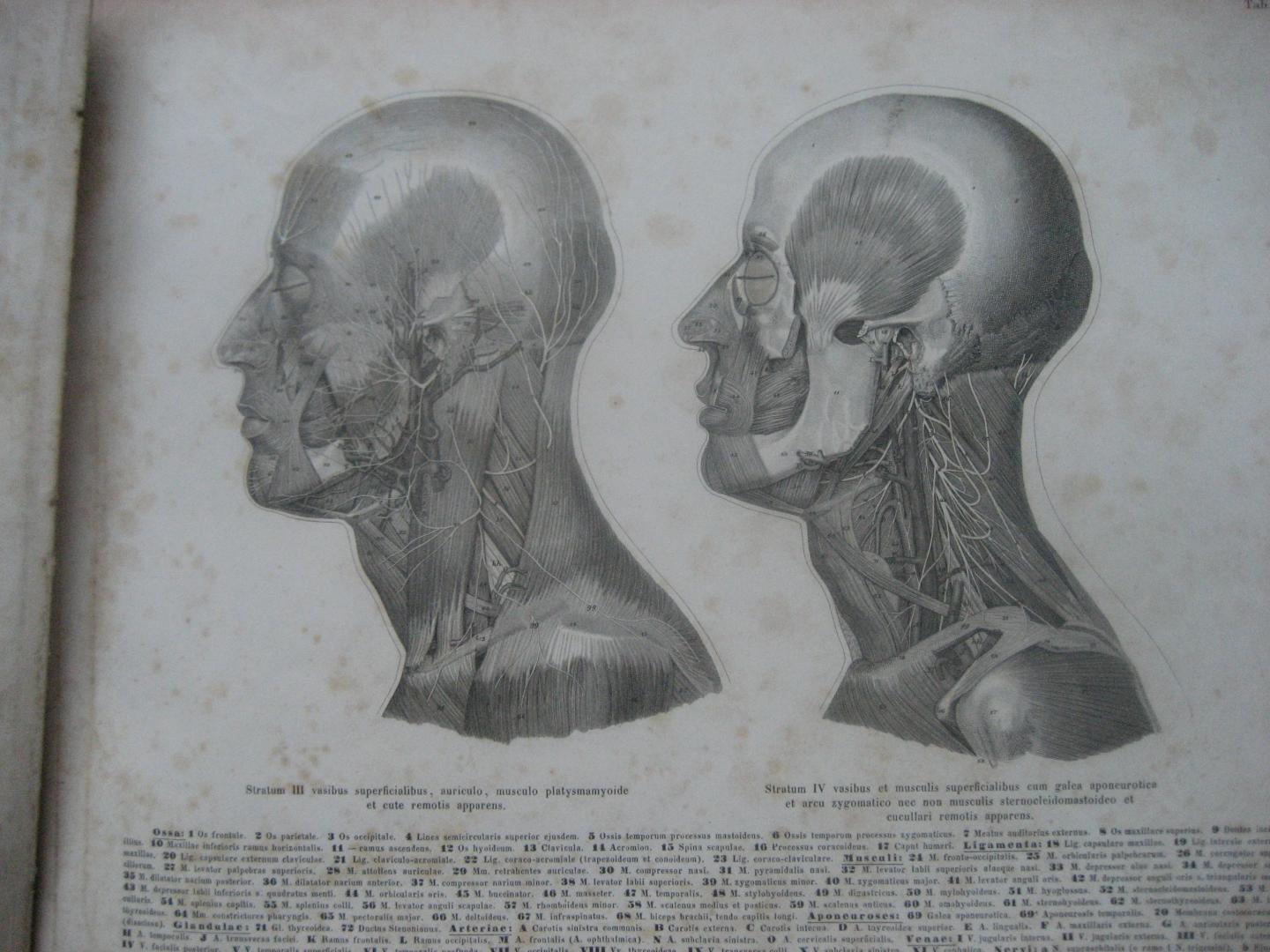 Roberti Froriepi - Atlas Anatomicus / Partium Corporis Humani Per Strata Dispositarum Imagines
