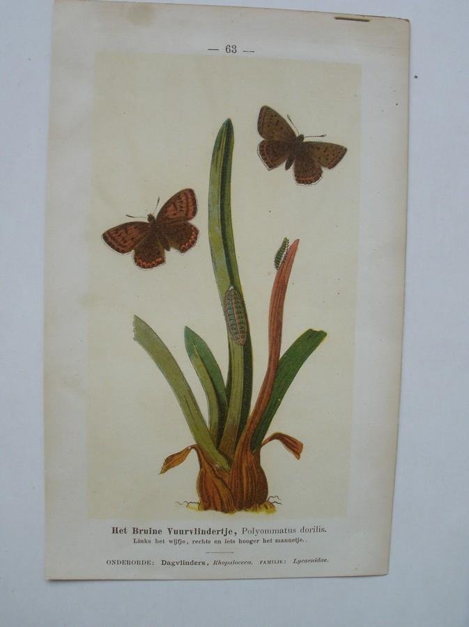 antique print (prent) - Het bruine vuurvlindertje, Polyommatus dorilis. De graswortelvlinder, Hadena monoglypta.