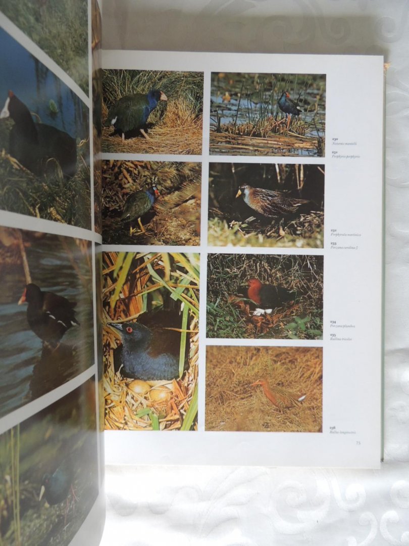 Bruce Campbell - 1000 vogels in kleur - Gefotografeerd in hun natuurlijke omgeving