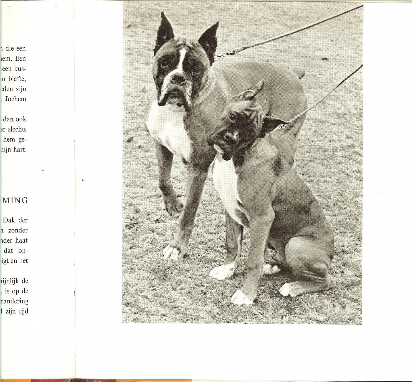 RHEENEN JAN VAN      fotos van Chr.A.  Veldhuis en W. Emmens - DE BOXER * potret van een honderas met 18 foto's van chr.a.veldhuis en w.emmens tweede druk