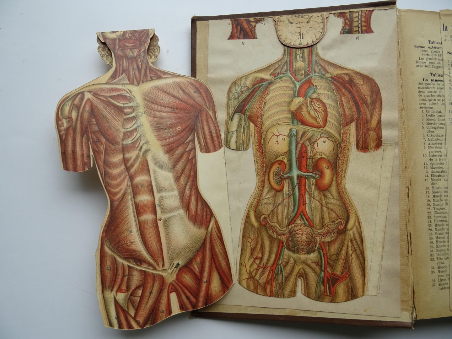 Bilz, Friedrich Edouard. - Nouvelle methode pour guérir les malades. Deel 2.