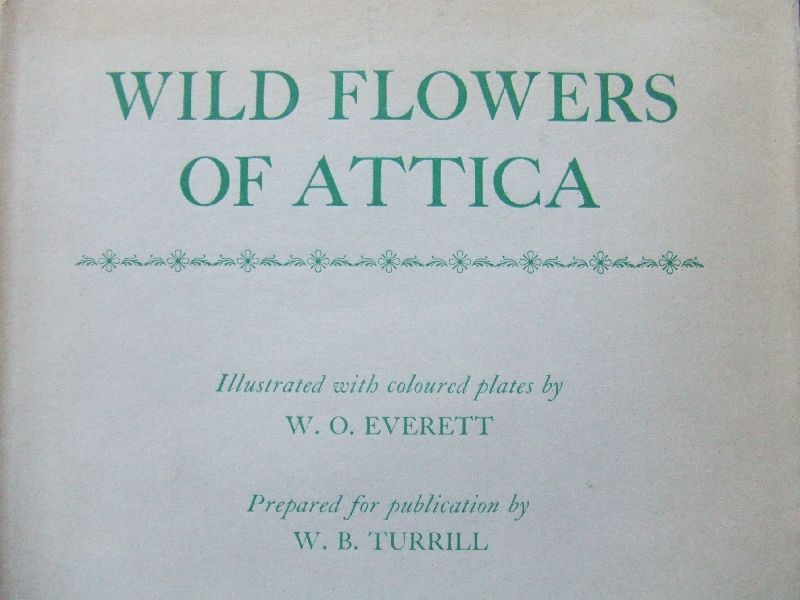 Atchley, Shirley Clifford (illustrated with colour plates by W,O,Everett) - Wild Flowers of Attica ( met 22 platen in kleur, van de flora van schiereiland Attica )