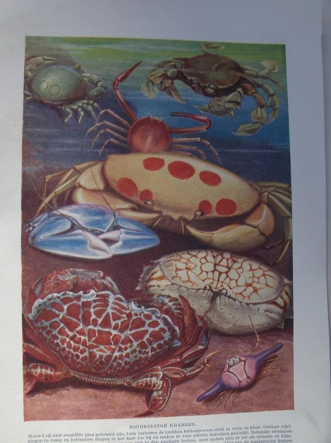 antique print (prent) - Zonderlinge krabben.