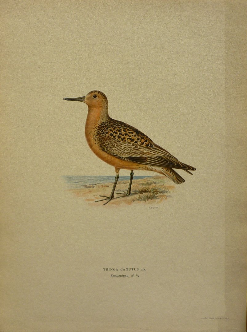 Wright, M. W. und F. von - Tringa Canutus Lin. Originele litho uit Svenska fåglar
