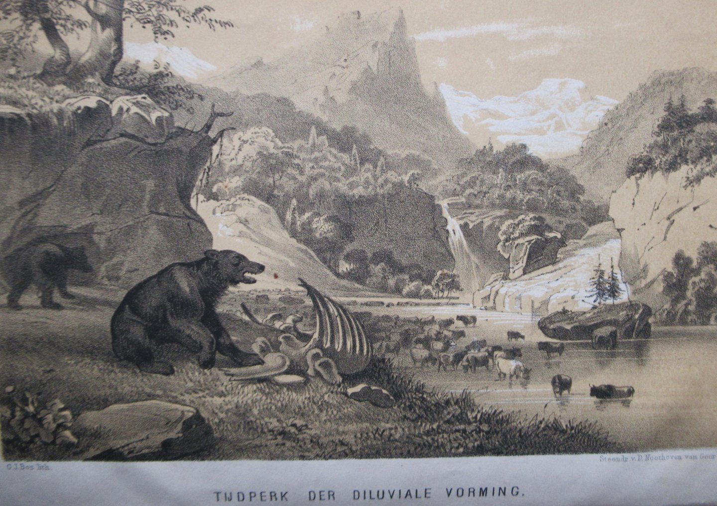 Zimmermann, W.F.A., - De wonderen der voorwereld. Een populaire voorstelling van de geschiedenis der schepping.en den oorspronkelijken toestand der aarde.