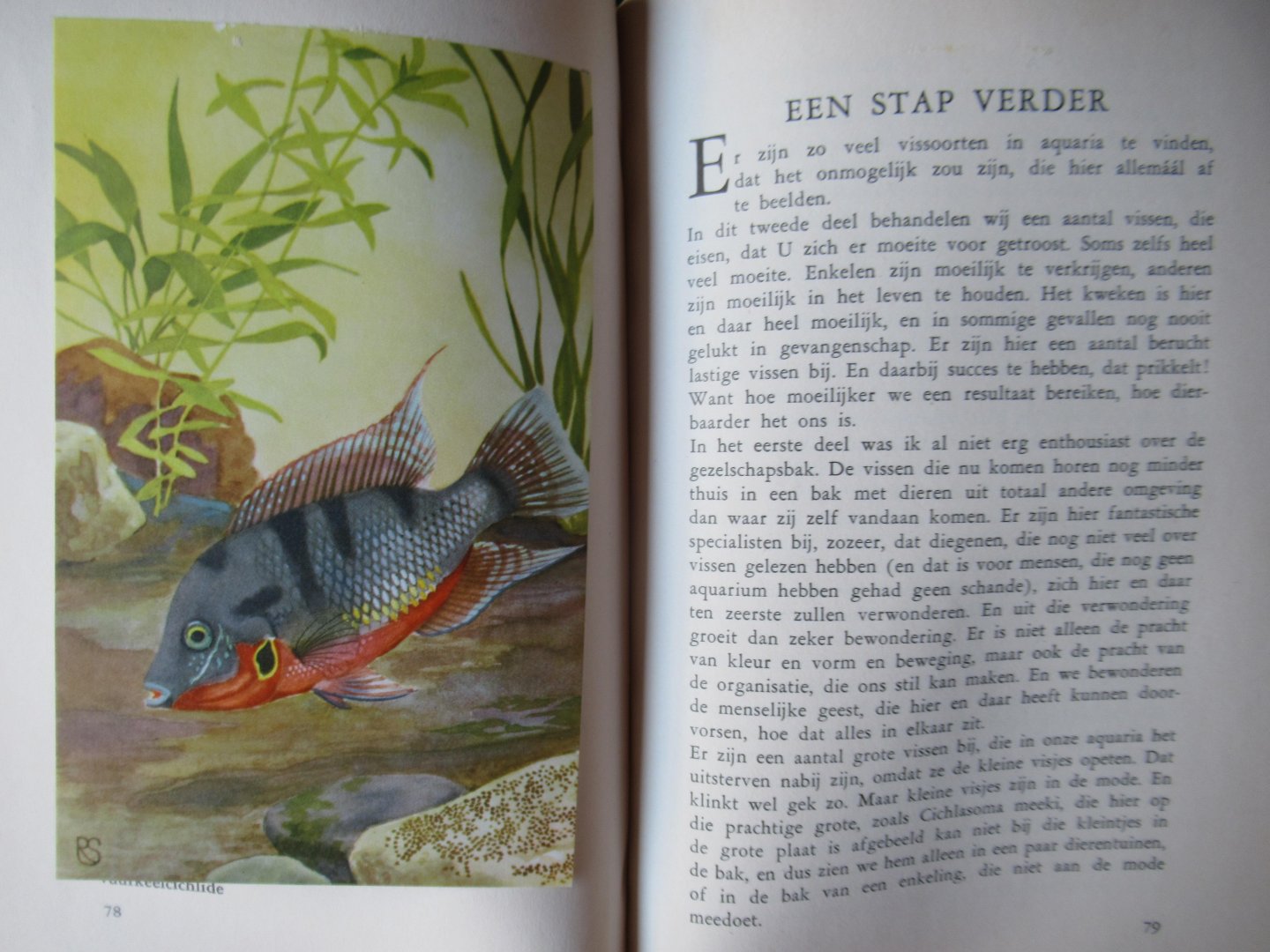 Lodewijks, J.M. Dr. - Stille pracht in het tropischde aquarium