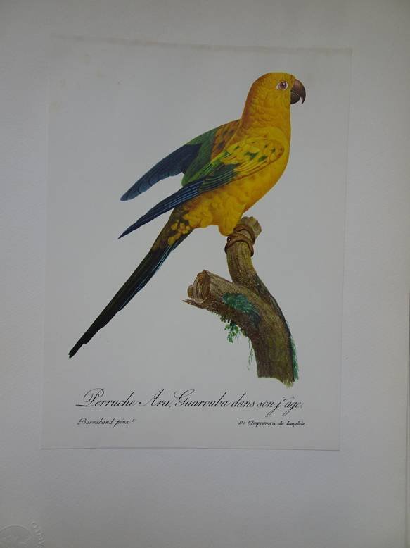 Barraband, Antoine. - Perroquets et oiseaux du paradis; 12 planches en couleurs d'apres des gravures de 1806.