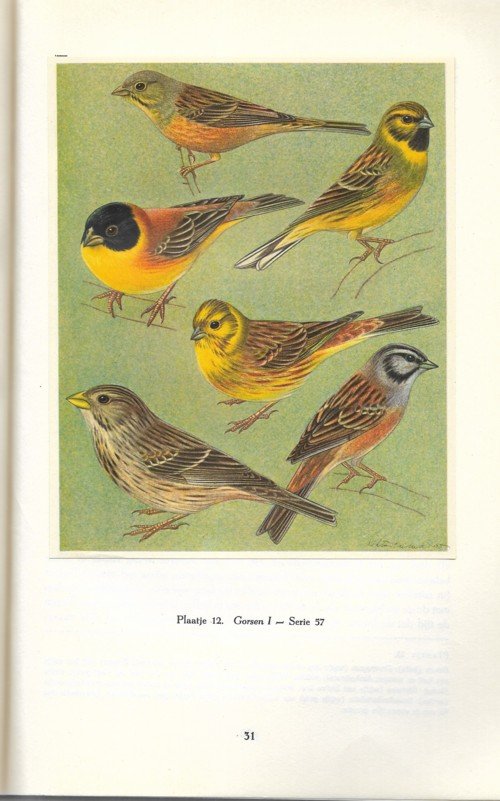 Corti, Ulrich A. - Zangvogels - Nestbouwende vogels uit Europa