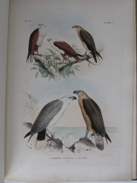 Schlegel, H. - De vogels van Nederlandsch Indie, beschreven en afgebeeld, Les oiseaux des Indes Neerlandaises,