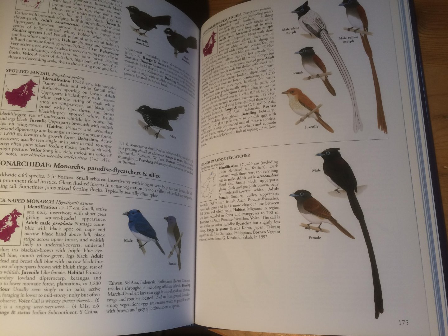 Myers, Susan - A field guide to the Birds of Borneo (Sabah, Sarawak, Brunei and Kalimantan)