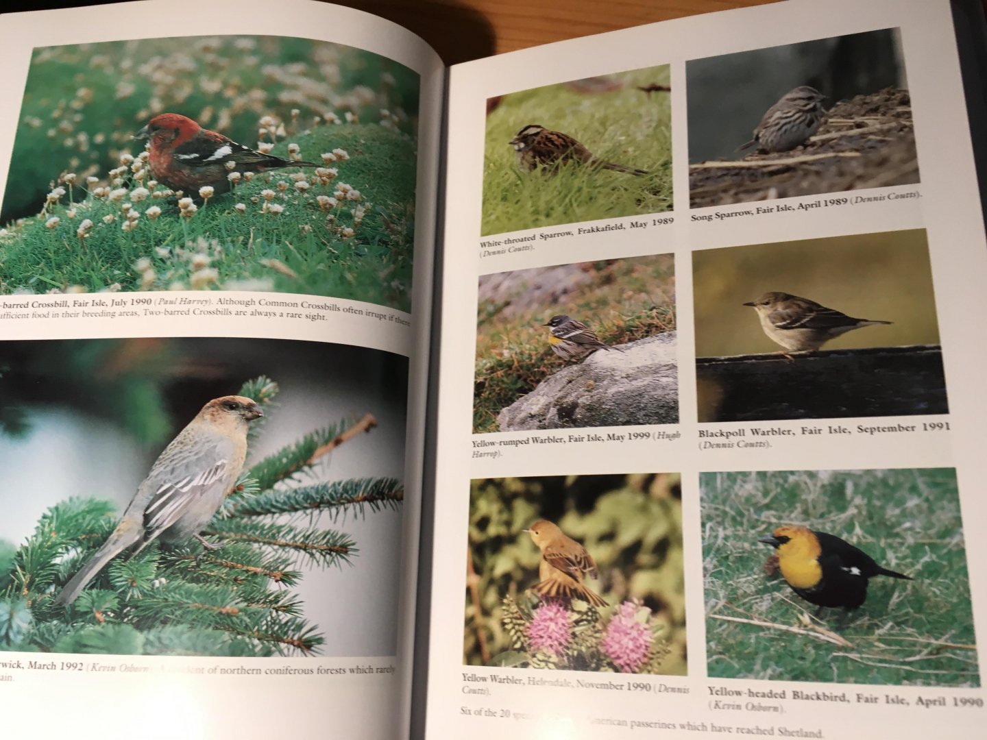 Pennington, Osborn, Harvey, Riddington, Okill, Ellis, Heubeck - The Birds of Shetland