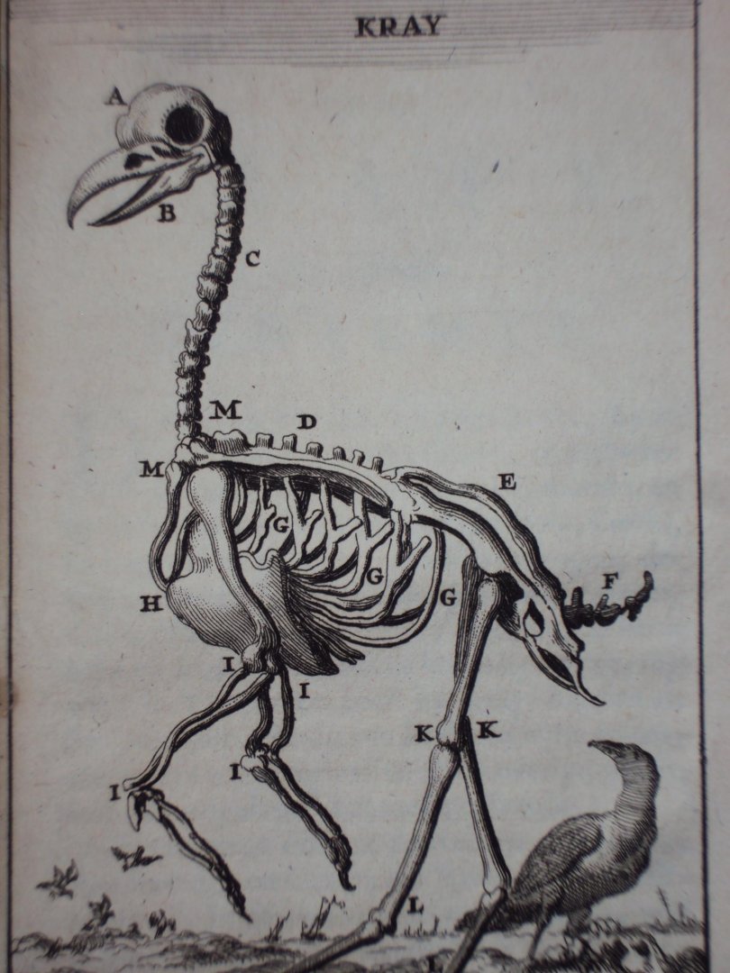Cornelius van Dyk - Osteologia of nauwkeurige geraamt beschryving van verscheyde dieren