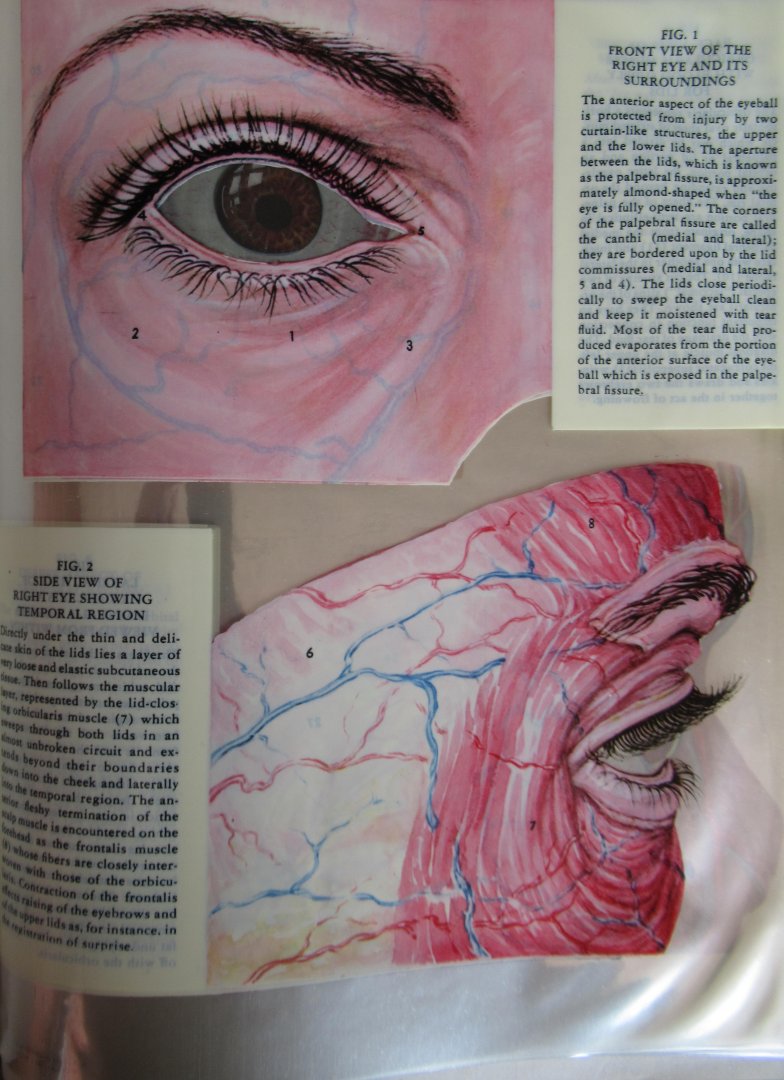 Kronfeld, Peter C.   M.D. - Hugh, Gladys ( illustraties) - Het menselijk oog in transparante illustraties