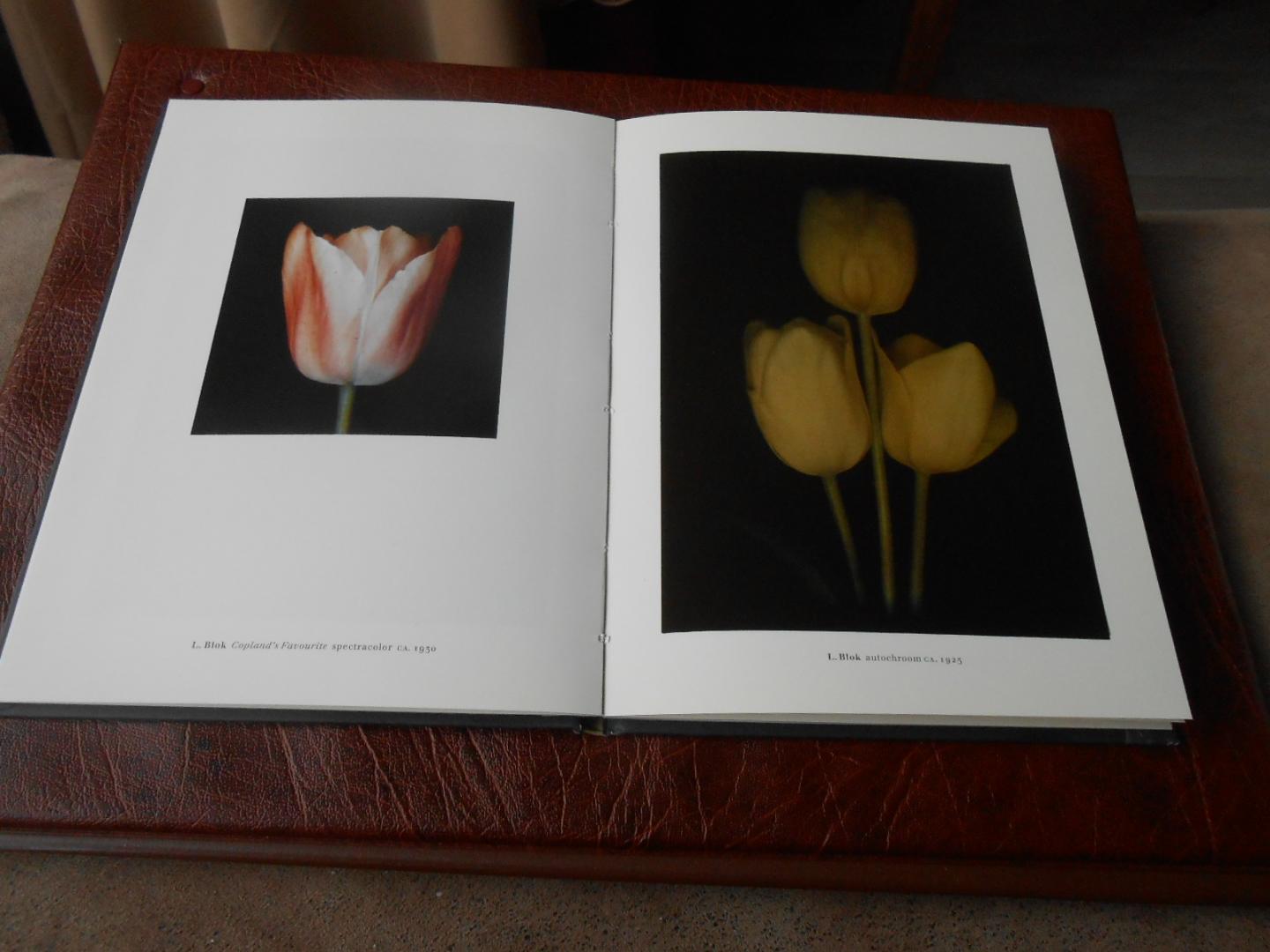 Blok, L. - Tulipa / druk 1