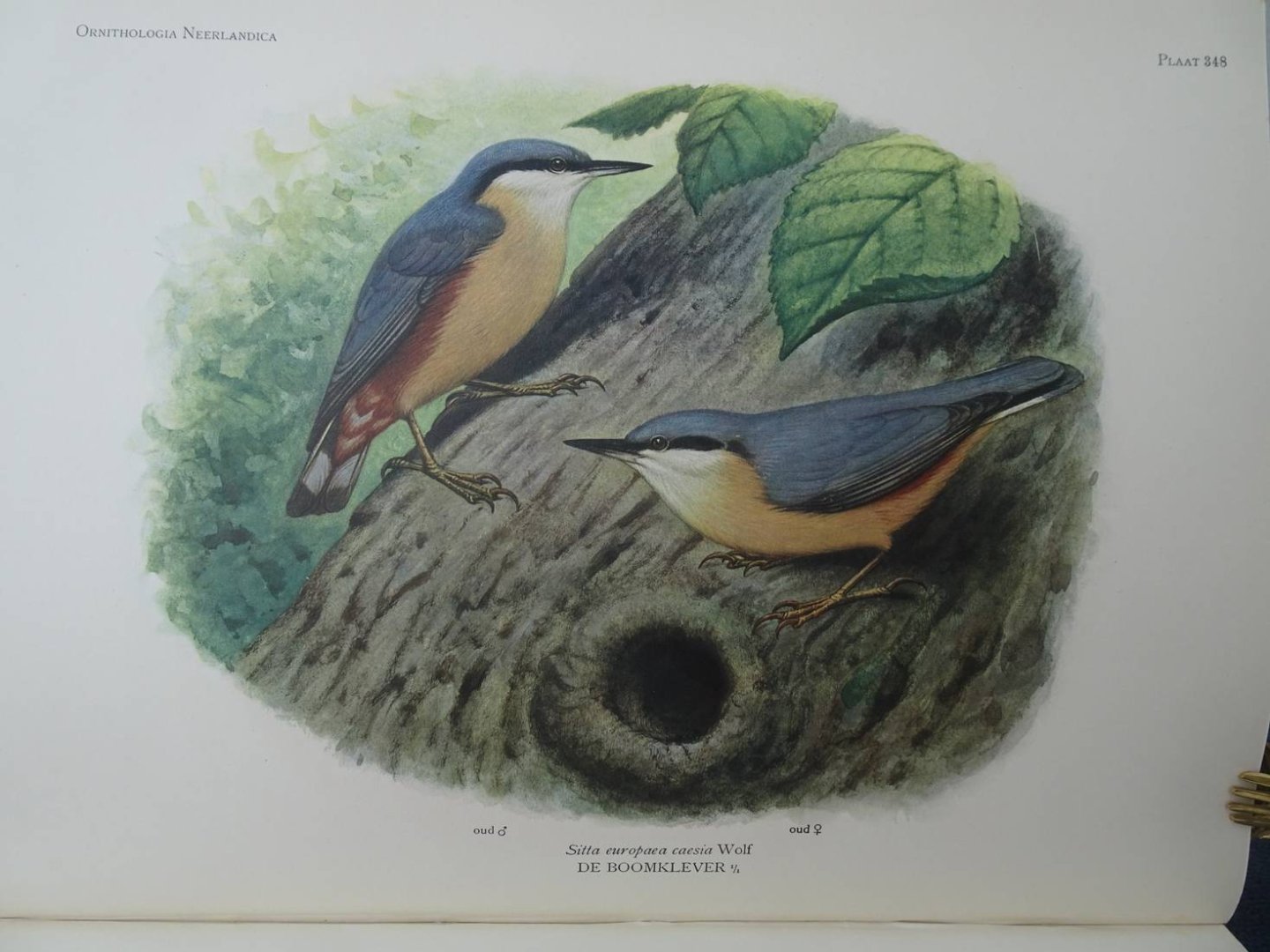 Oort, E.D. van. - Ornithologia Neerlandica. De vogels van Nederland.