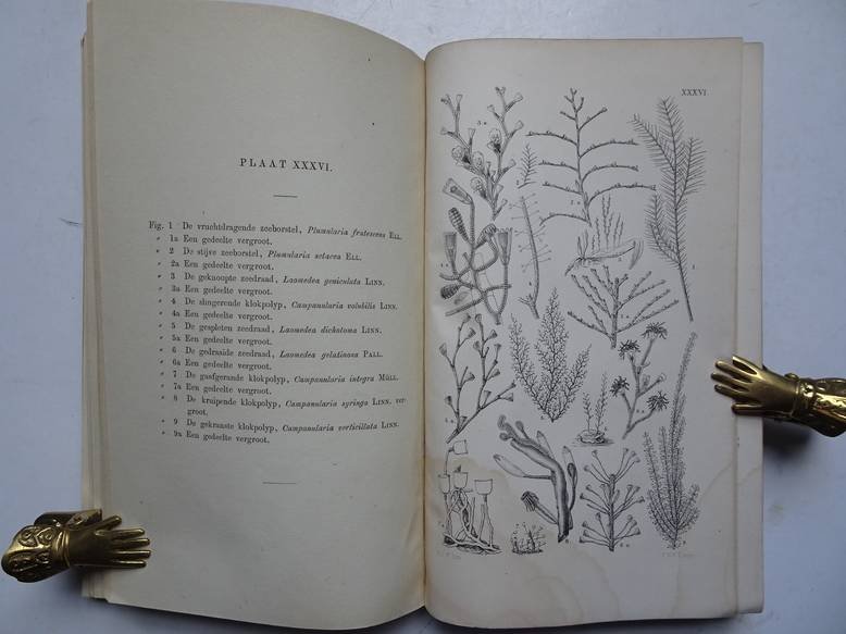 Herklots, J.A.. - Natuurlijke historie van Nederland, deel II; de weekdieren en lagere dieren.