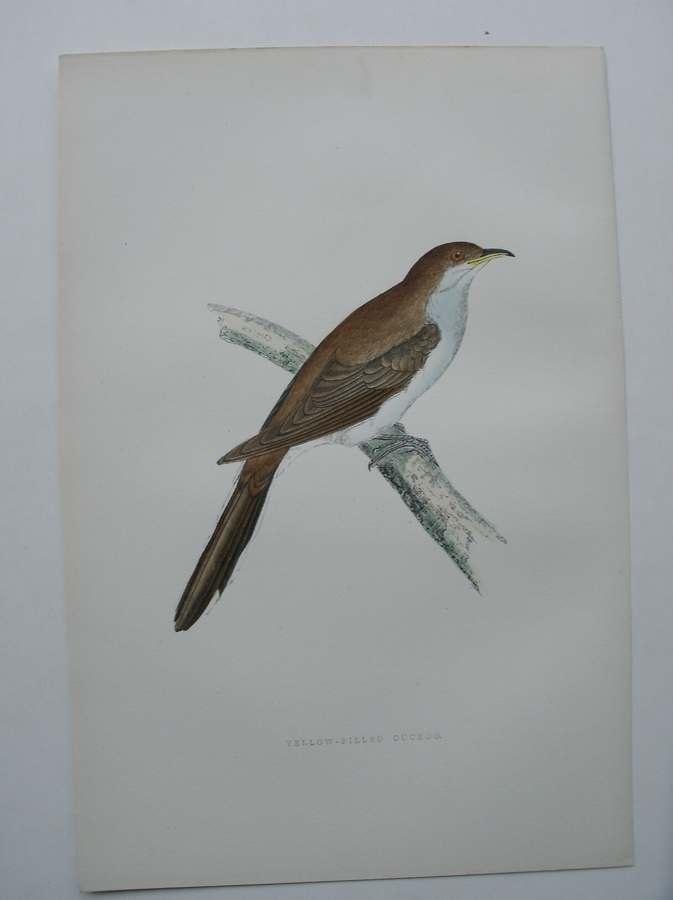 antique bird print. - Yellow Billed Cuckoo. Antique bird print. (Geelsnavelkoekoek).