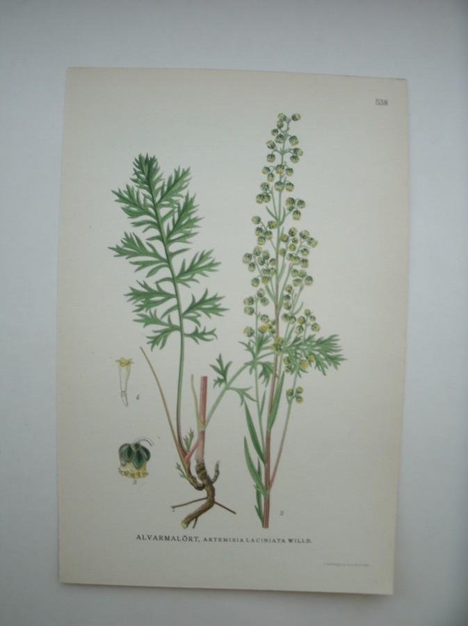 antique print (prent) - Alvarmalort, artemisia laciniata willd.