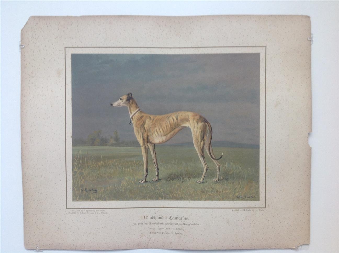 H. Sperling - lithograaf : Wilhelm Greve - (DECORATIEVE PRENT,  LITHO - DECORATIVE PRINT, LITHOGRAPH -) Rashond - Windhond / greyhound dog