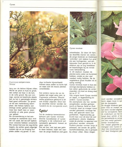 Smit, Daan Ontwerpomslag Ron Putto - Modern kamerplanten boek .. met 211 foto's van  kamerplanten