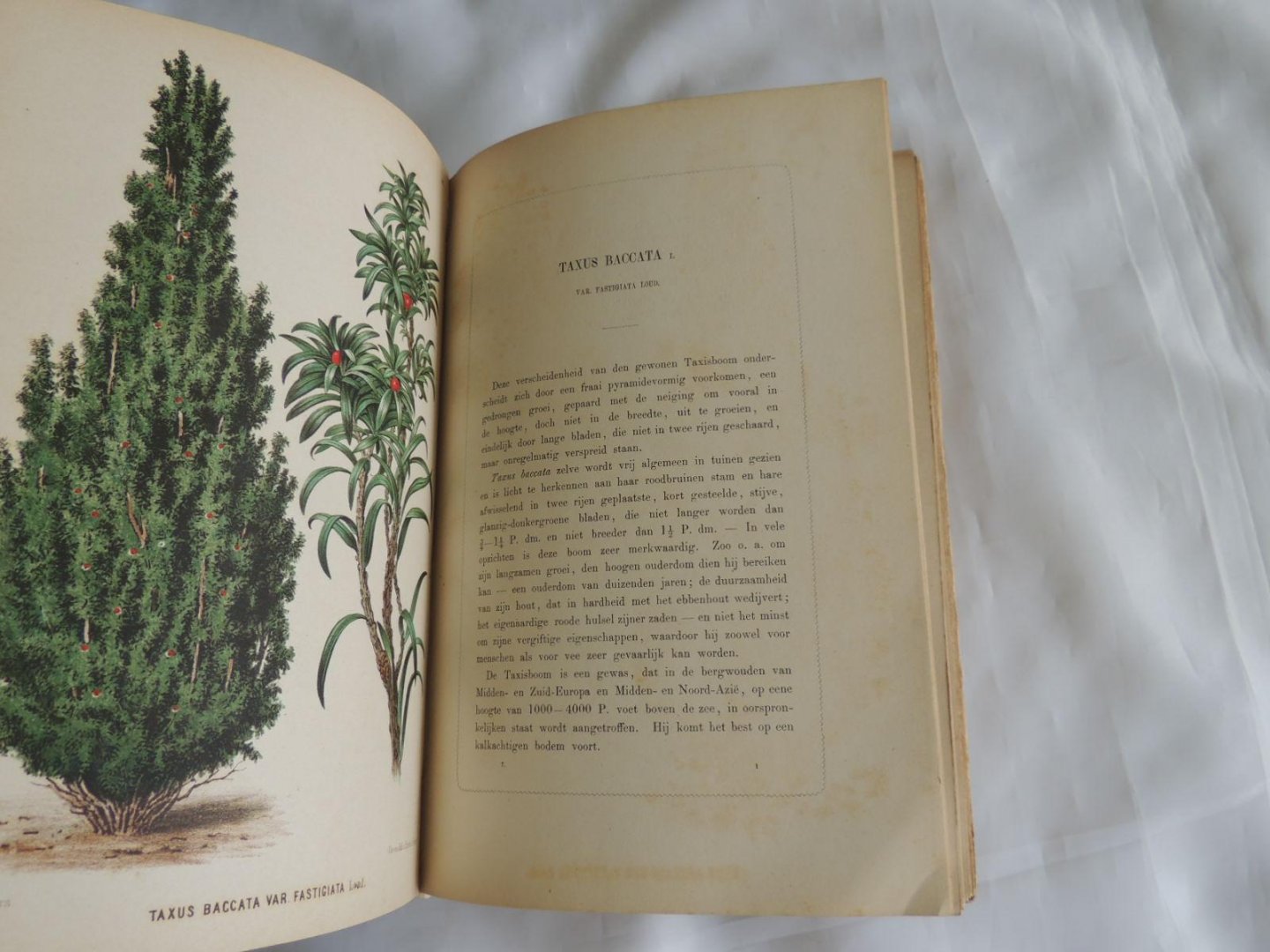 Oudemans, C.A.J.A. (red.). - Neerland's plantentuin. Afbeeldingen en beschrijvingen van sierplanten voor tuin en kamer. Derde Jaargang / Deel