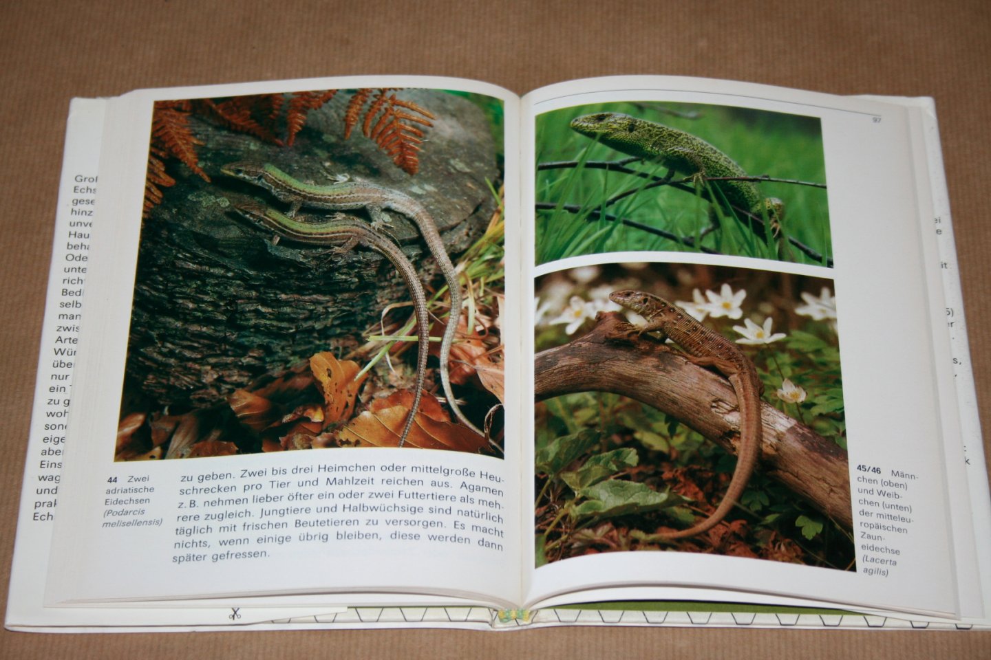 G. Peters - Echsen --  Ein Brevier