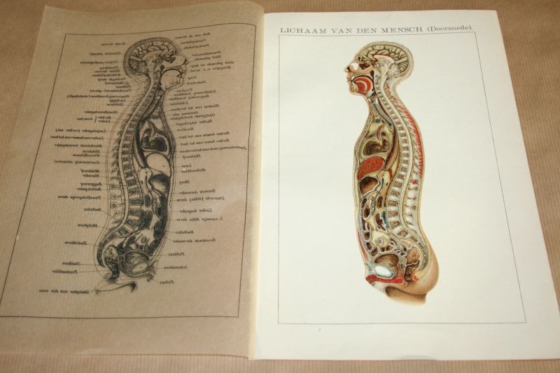  - Antieke kleuren lithografie - Anatomie menselijk lichaam - circa 1905