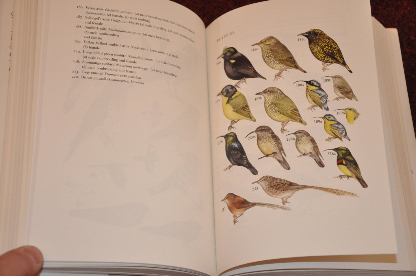 Langrand, Olivier - Guide to the Birds of Madagascar
