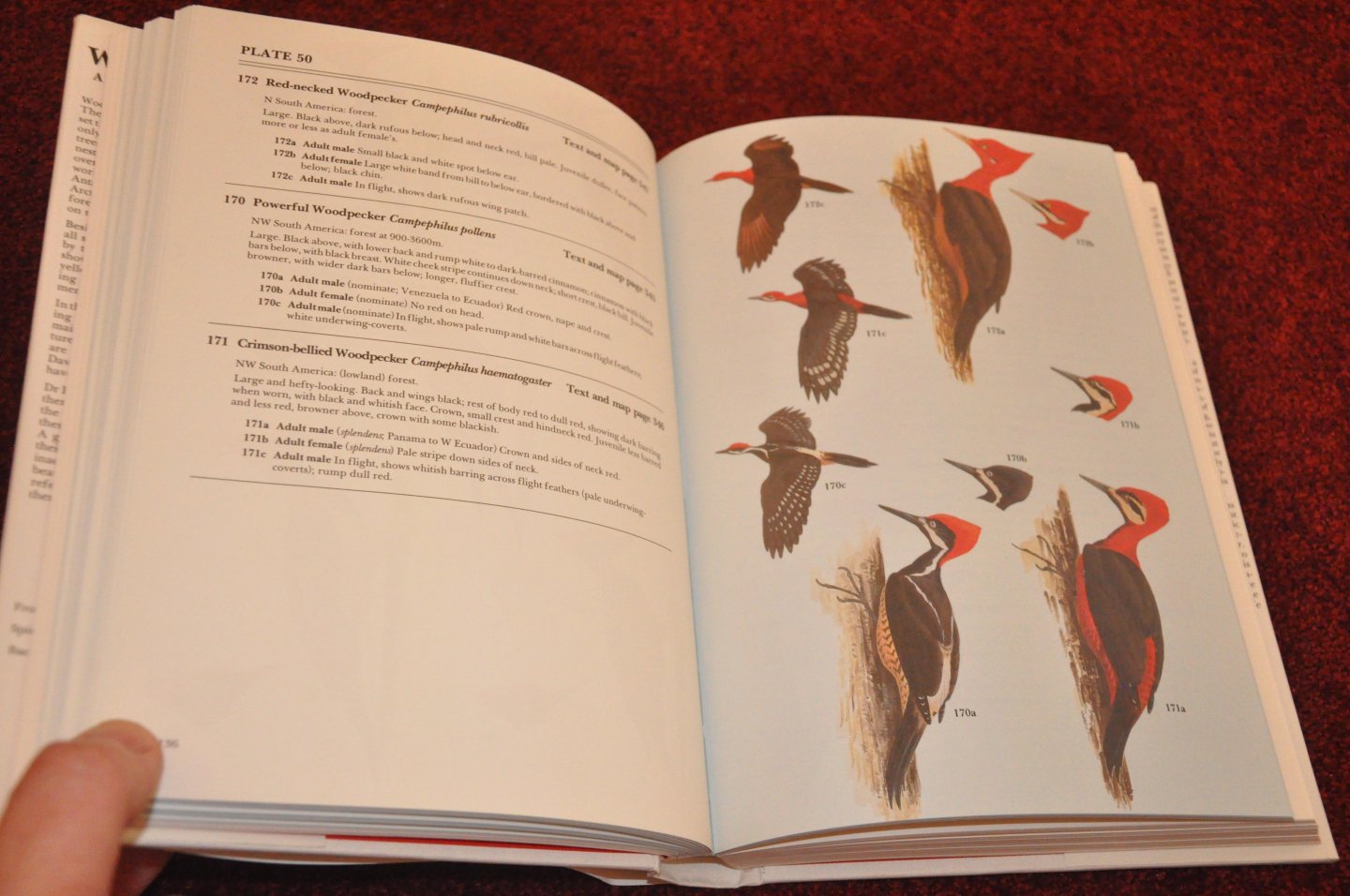 Winkler, Hans / Christie, David A. / Nurney, David - Woodpeckers. A Guide to the Woodpeckers, Piculets and Wrynecks of the World