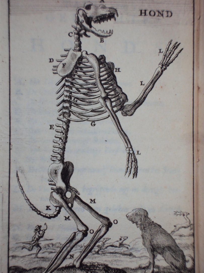 Cornelius van Dyk - Osteologia of nauwkeurige geraamt beschryving van verscheyde dieren