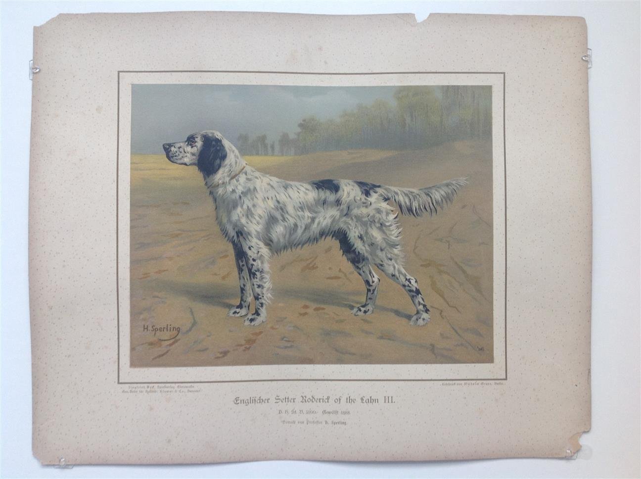 H. Sperling - lithograaf : Wilhelm Greve - (DECORATIEVE PRENT,  LITHO - DECORATIVE PRINT, LITHOGRAPH -) Rashond -Engelse setter / English setter dog