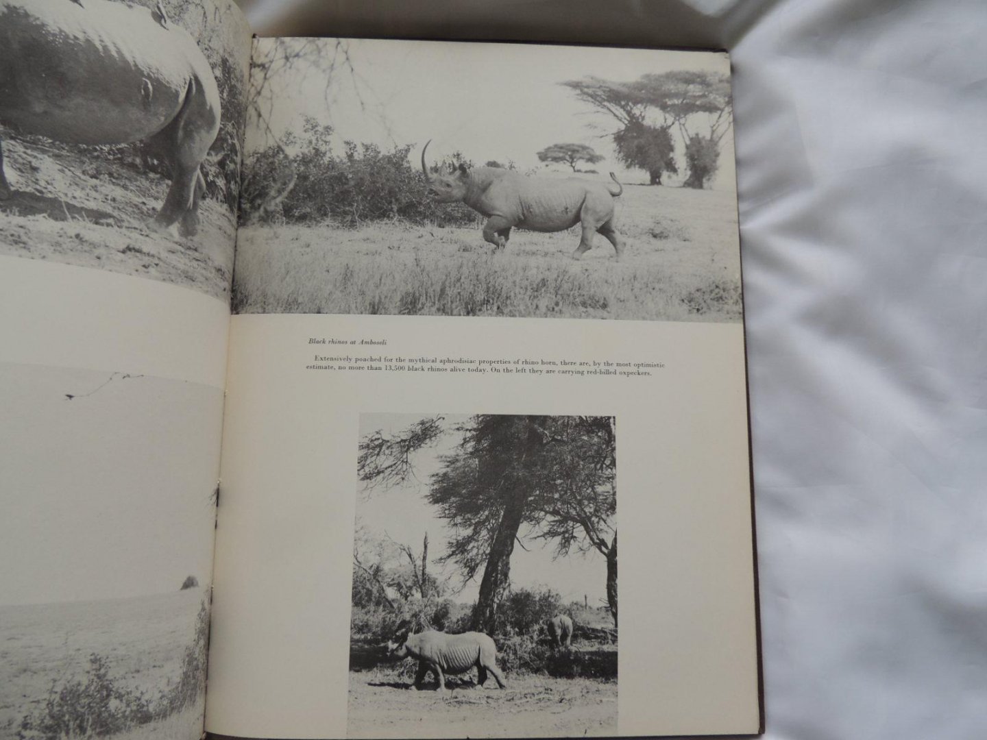 Peter Scott; Philippa Scott - Animals in africa, by peter and philippa scott. afrika