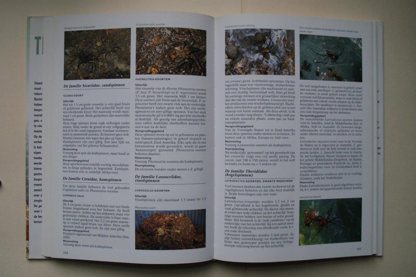 Bruins, Eugene - Geillustreerde Terrarium Encyclopedie reptielen, amfibieen, spinnen, insecten- overzichtelijk per soort gerangschikt  Alles Over VOEDING, HUISVESTING, BEHANDELING, ZIEKTEN, Zelf Kweken