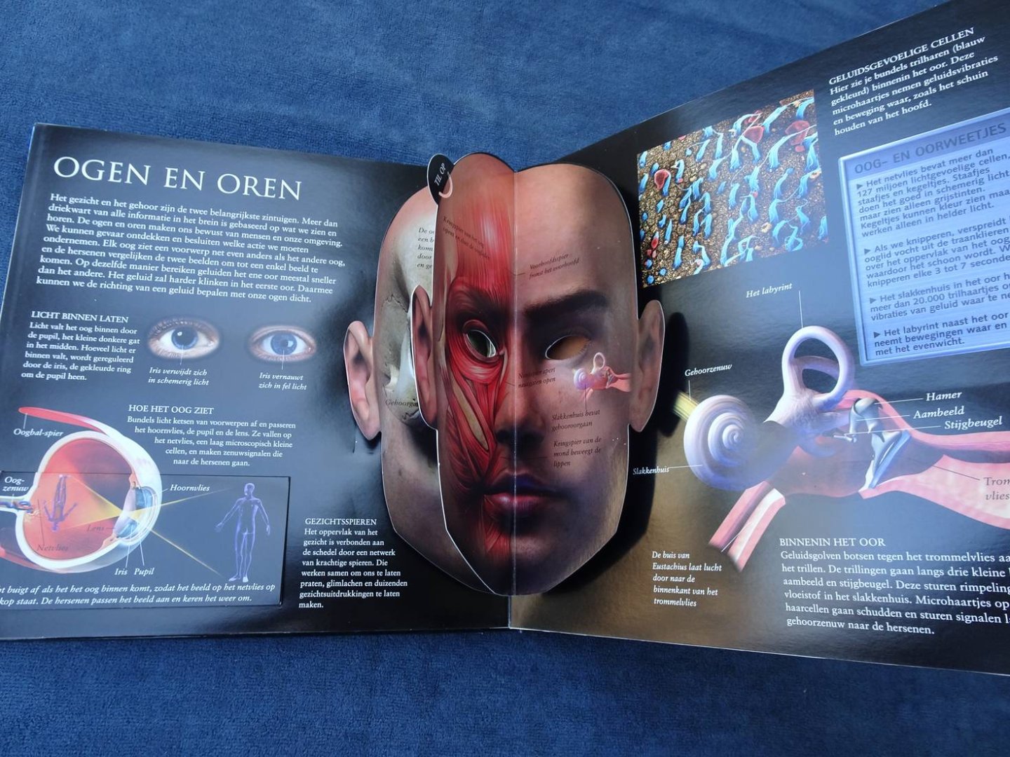 Parker, Steve. - Het menselijk lichaam. Een interactieve rondleiding door het menselijk lichaam.