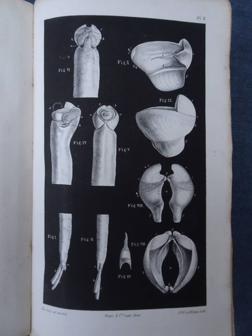 Natuurkundige Afdeeling der Koninklijke Akademie van Wetenschappen. - Verslag over den Paalworm.