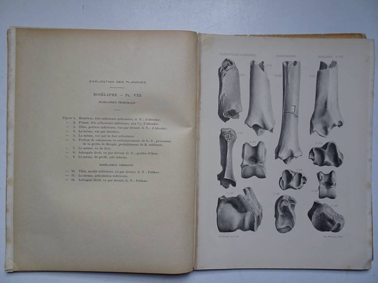 Pomel, A.. - Paléontologie monographies/ les bosélaphes ray; carte géologique de l'Algérie.