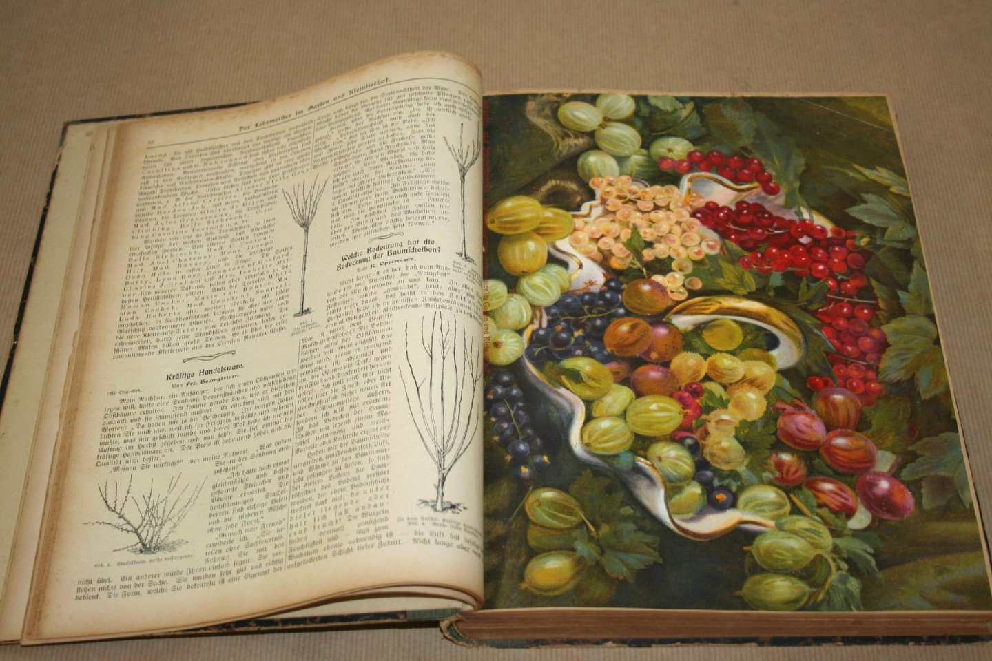 Schneider & Roth - Der Lehrmeister im Garten und Kleintierhof  -- Illustrierte Wochennzeitschrift für Obst-, Gartenbau und Blumpflege, sowie für Geflügel-, Hunde-, Kaninchen-, Schweine-, ziegen-, Fisch- und Bienenzucht, Aquarien- und Terrarienkunde  7. Jahrgang - 1913