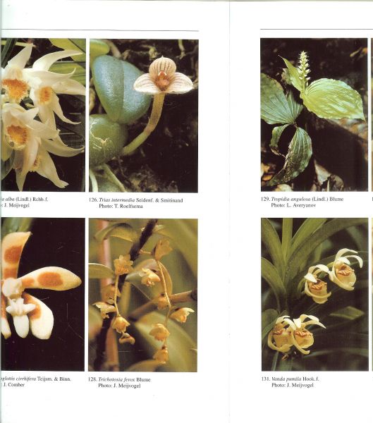 Schuiteman André . en  E.F.de Vogel Layout Connie Baak - Orchid Genera of Thailand, Laos, Cambodia and Vietnam.  met 136 foto's