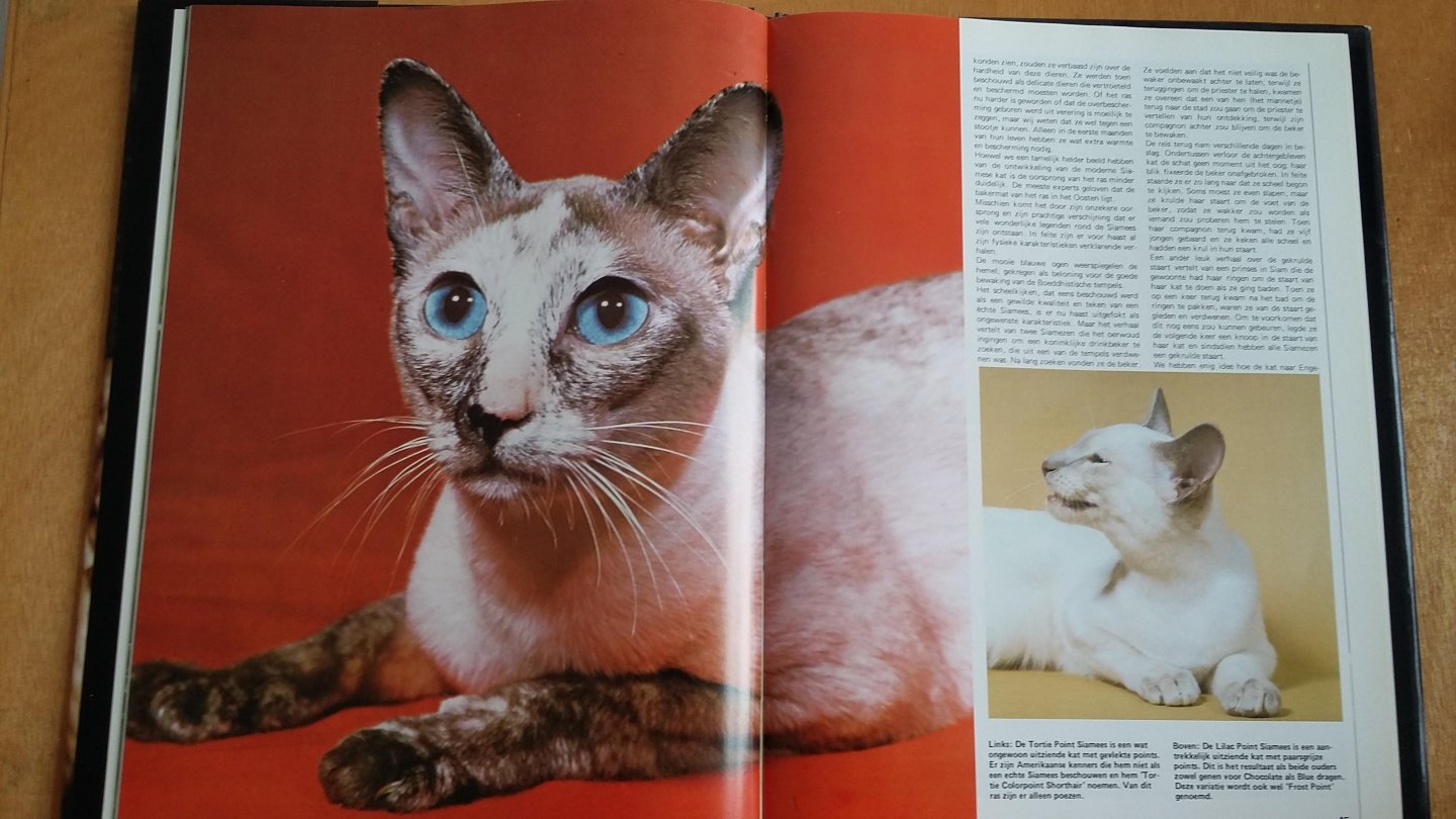 Mchoy - Mooiste katten in kleur