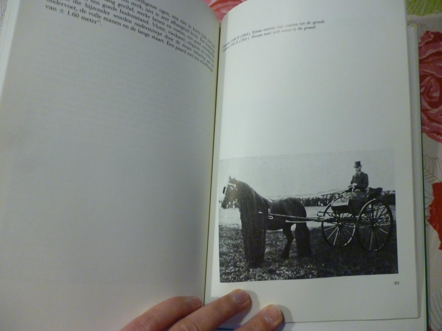 Douma A.K.W. - Friese paarden