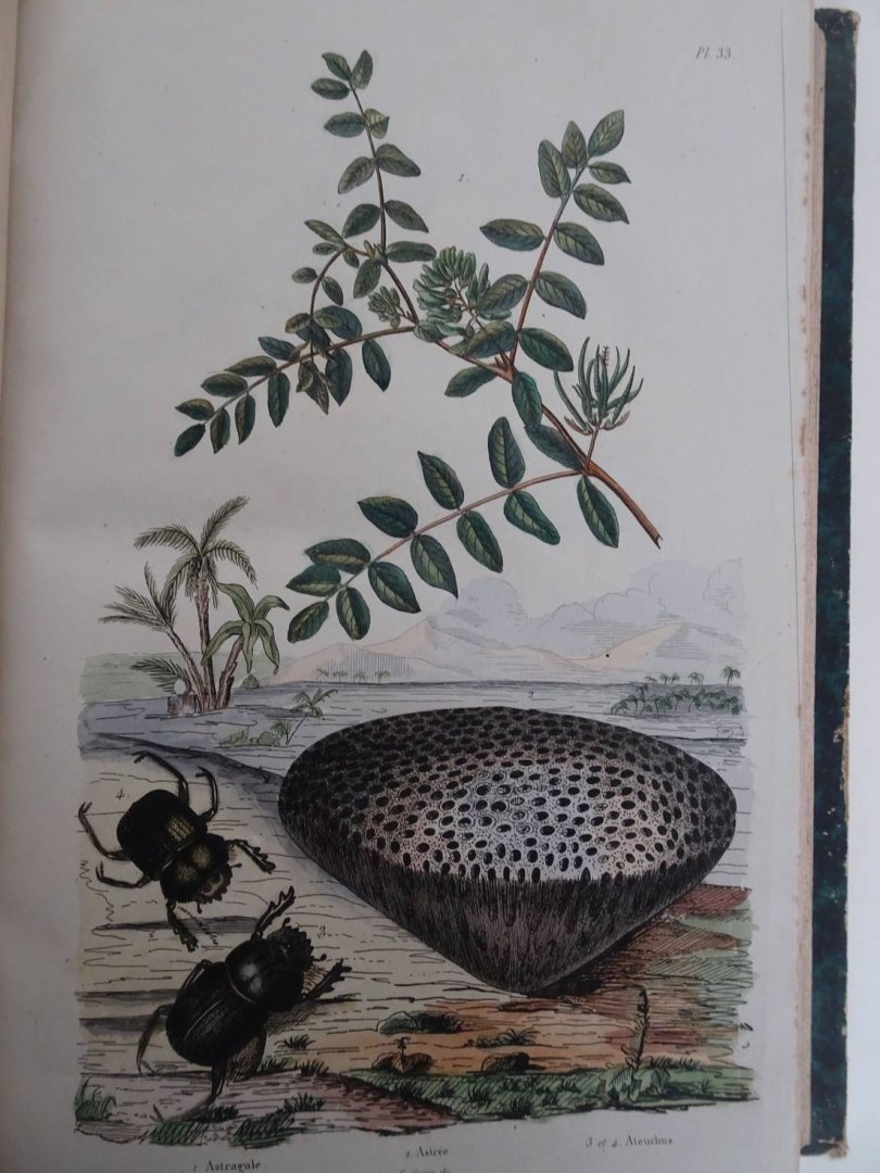 d'Orbigny, Charles Dessalines. - Dictionnaire Universel d'Histoire Naturelle, Atlas planche 1-240.