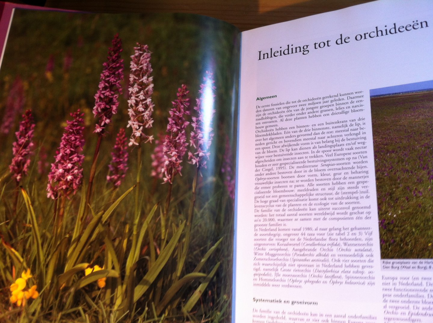 Kreutz, CAJ & H Dekker - De orchideeën van Nederland - ecologie, verspreiding, bedreiging, beheer