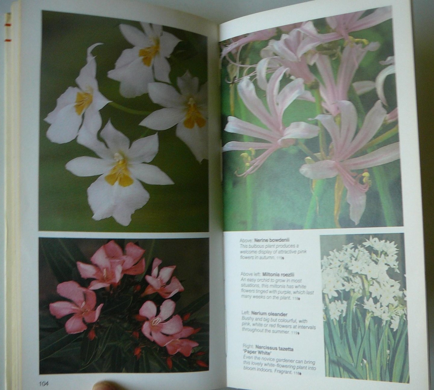 Davidson, William - An illustrated guide to Flowering Houseplants