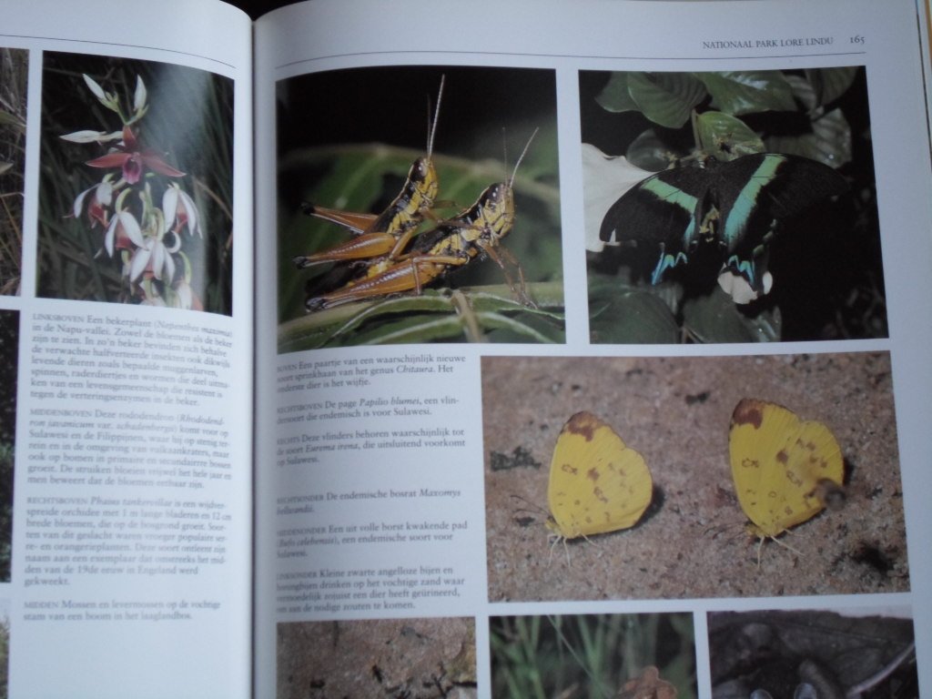 Whitten, T.& J., fotografie G.Cubitt - Ongerept Indonesie, De biologische diversiteit van Indonesie