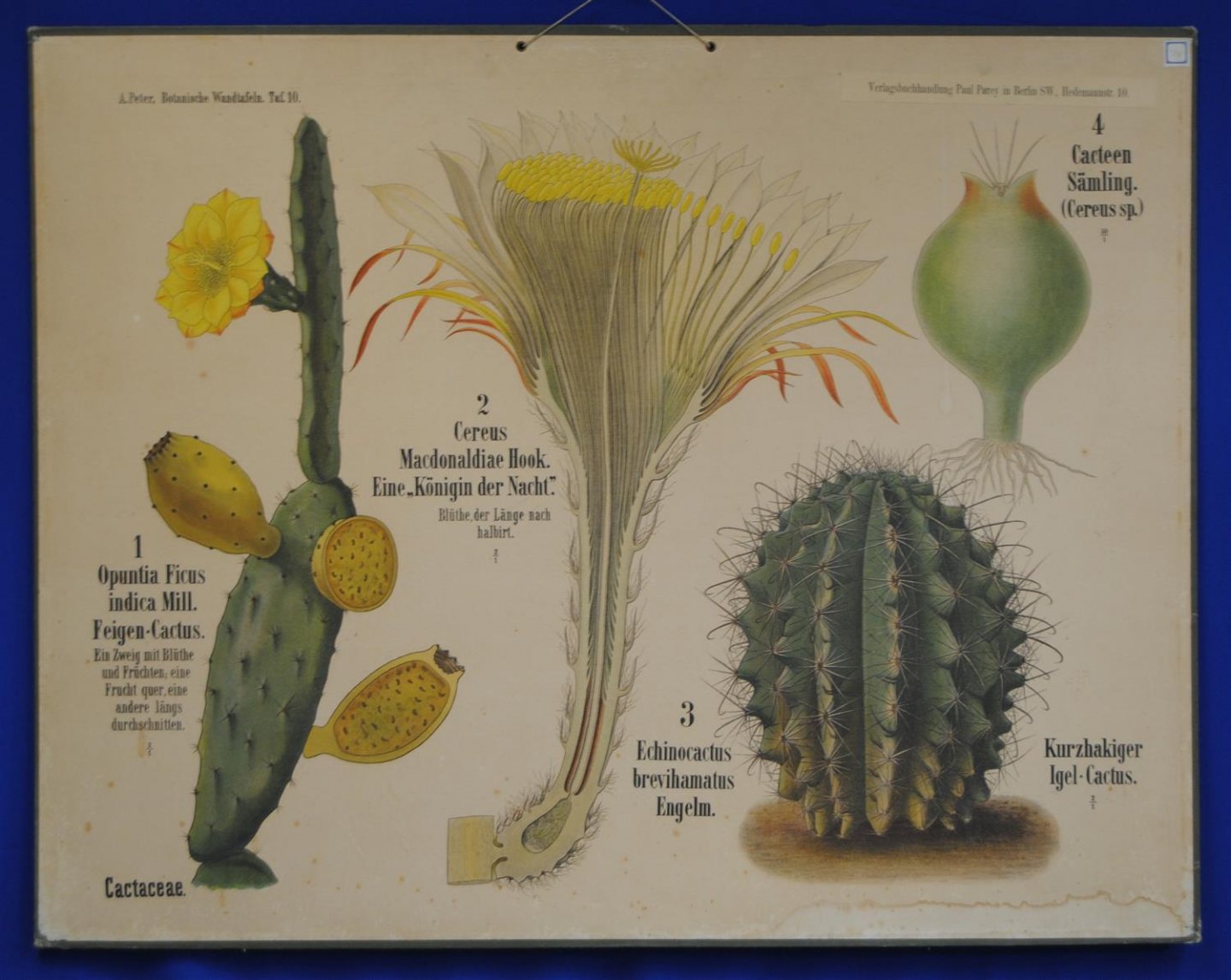 Peter. A. - (SCHOOLPLAAT - SCHOOL POSTER / MAP - LEHRTAFEL) Botanische Wandtafeln. Tafel 10., CACTACEAE